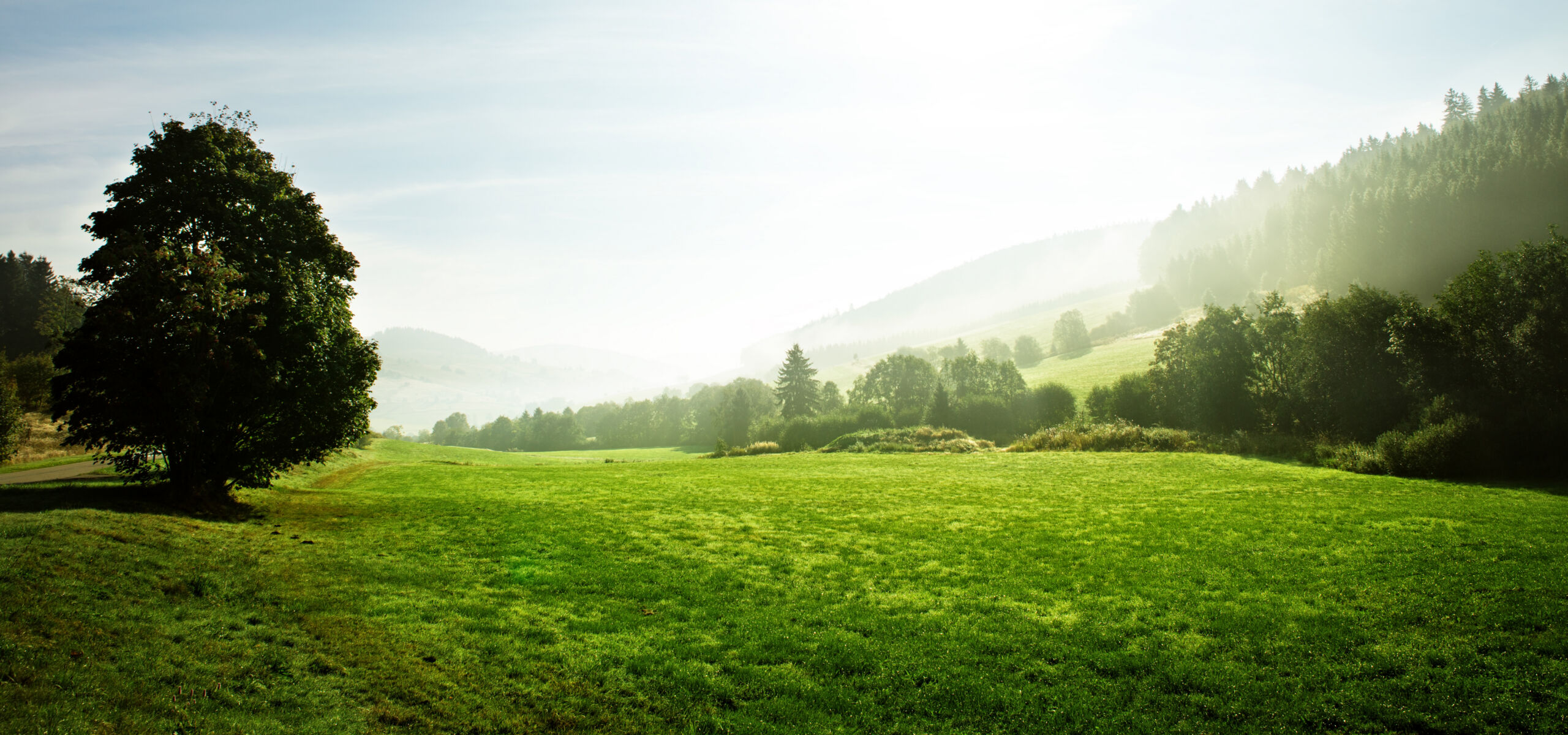 Eine sonnige Landschaft mit grüner Wiese und Baum. #daskannkunststoff #saveourplanet #unsereerde