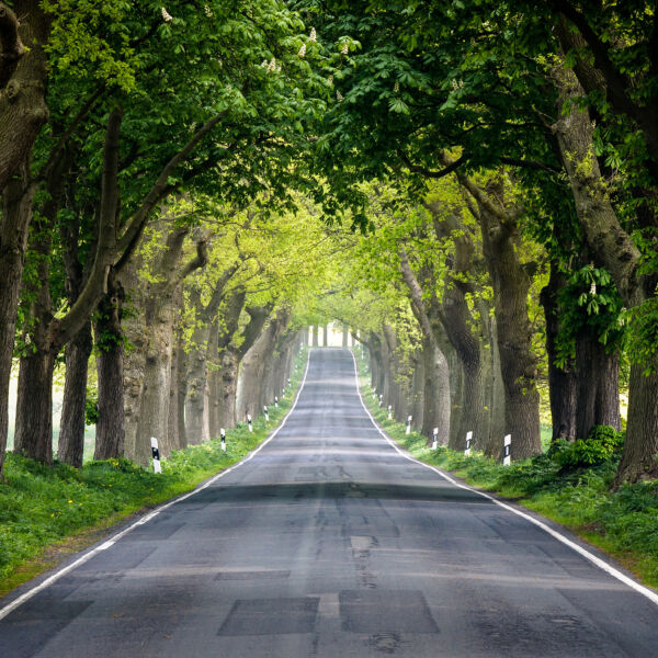 Eine Strasse, die durch eine Allee führt. #daskannkunststoff #umwelt #klimawandel #ökologisch