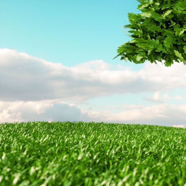Grüne Wiese mit blauem Himmel und Wolken im Hintergrund. Auf der rechten oberen Seite, zeigt sich ein Teil einer Baumkrone. #daskannkunststoff #klimaschutz #umweltschutz #sustainableliving