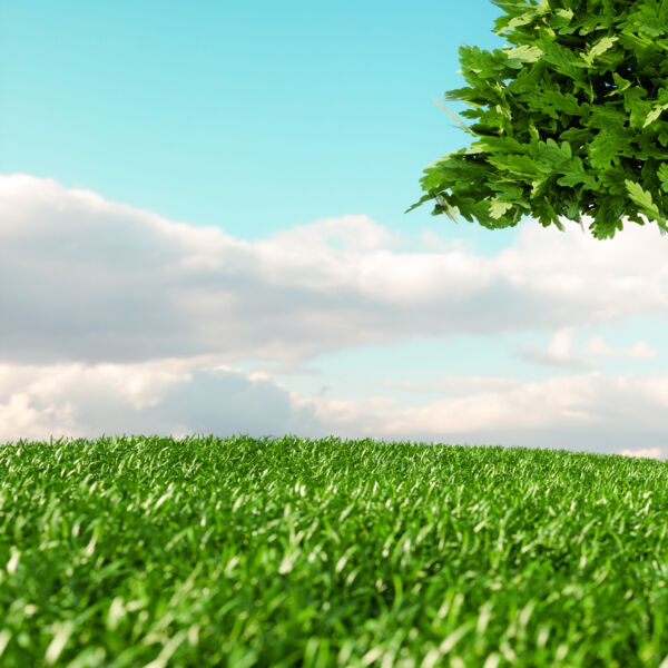 Grüne Wiese mit blauem Himmel und Wolken im Hintergrund. Auf der rechten oberen Seite, zeigt sich ein Teil einer Baumkrone. #daskannkunststoff #klimaschutz #umweltschutz #sustainableliving