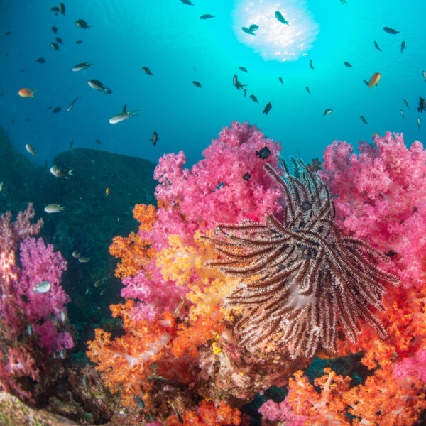 Bunte Korallen mit Federstern, Sonnenlicht und kleinen Fischen #daskannkunststoff #noplanetb #saveourplanet